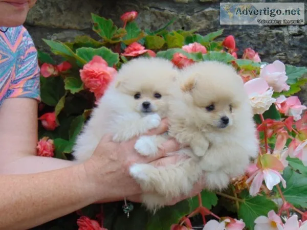 Gorgeous pomeranian pups 