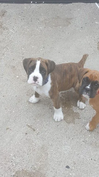 Boxer pups with and without tails also t