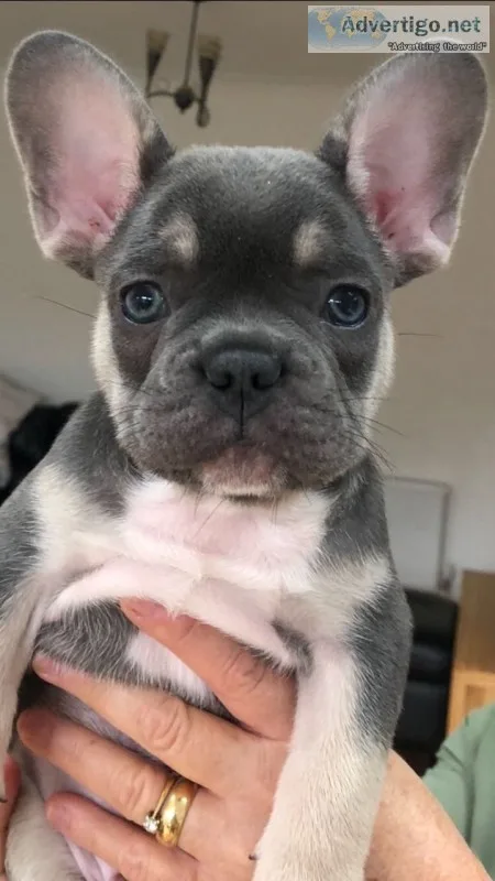 Registered frenchie pups