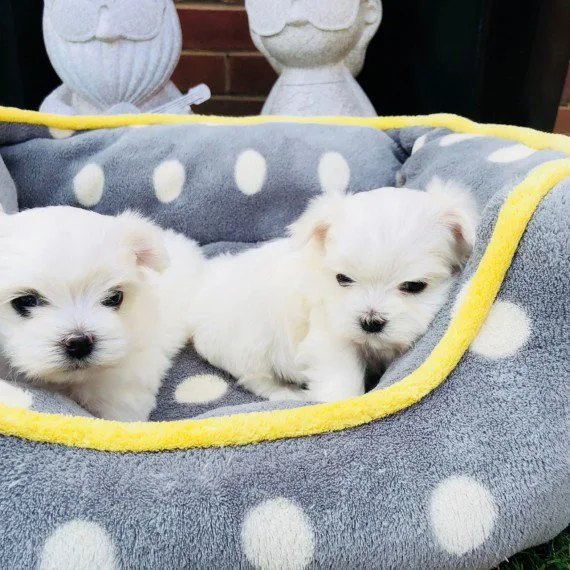 Registered teacup maltese puppies