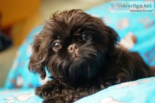 Karashi imperial coloured shih tzu puppi