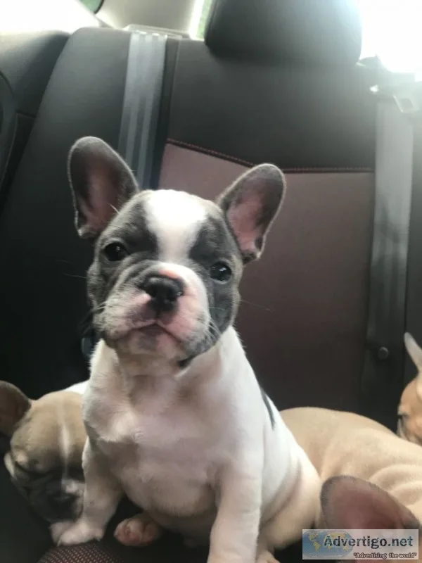 Amazing french bulldog puppys, kc reg