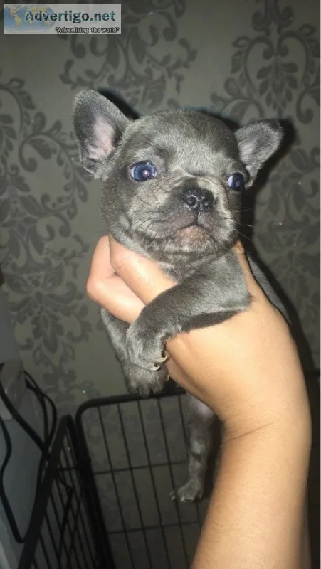 8 french bulldogs carrying testable, at, 