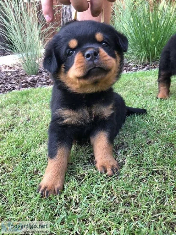 Xxxxx big boned rottweiler puppies for s