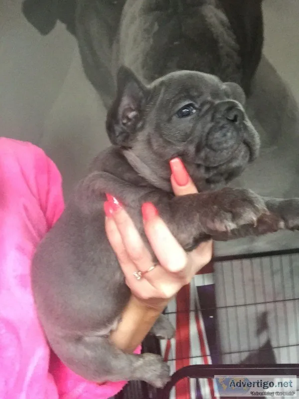 Blue kc french bulldog puppies