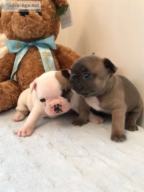Female french bulldog puppies