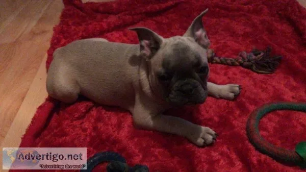  french bulldog lilac and blue fawn