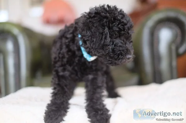 Poodle x bedlington terrier  bedipoo