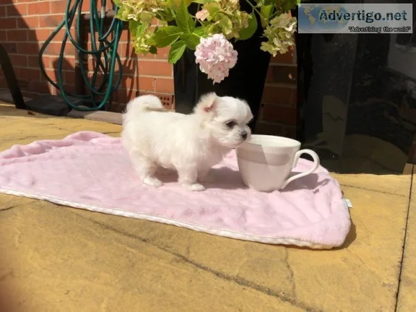Tiny maltese pups