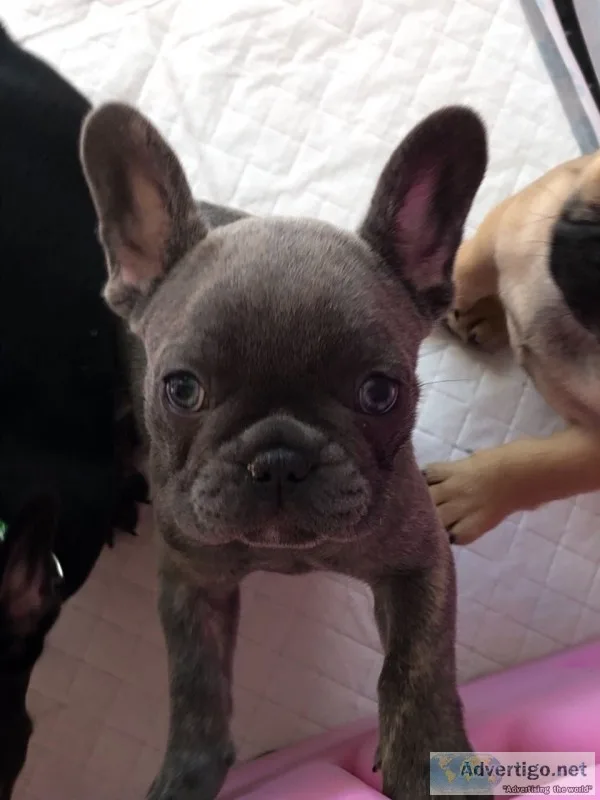 Quality litter of french bulldog puppies