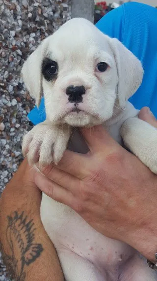 Boxer pups with and without tails also t
