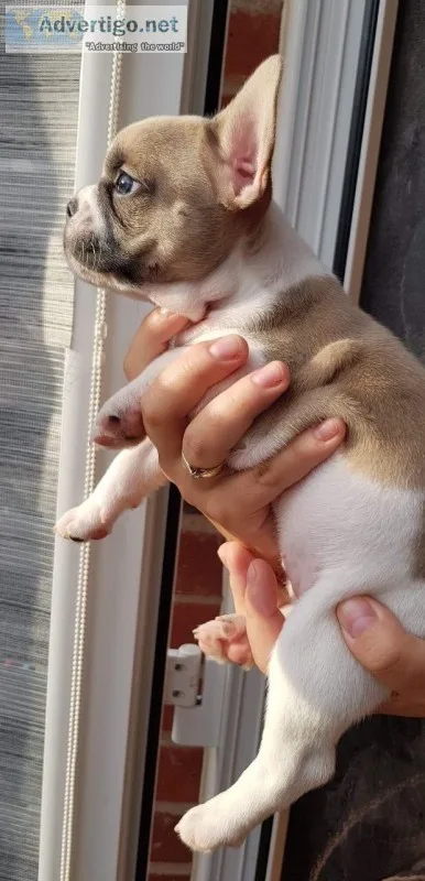 Amazing french bulldog puppys, kc reg