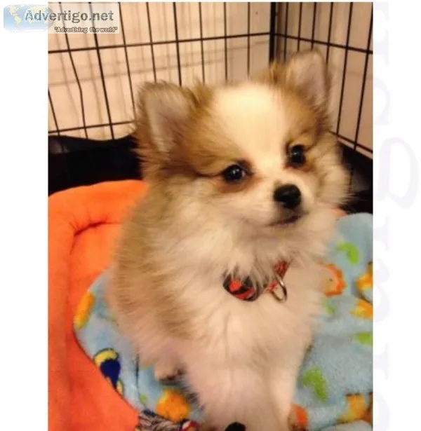 5 super pomeranian puppies now available