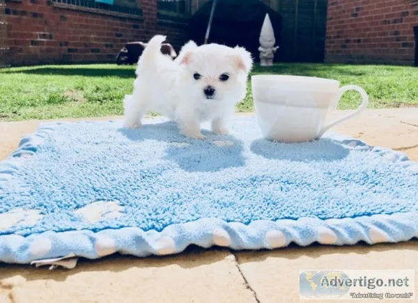 Tiny maltese pups