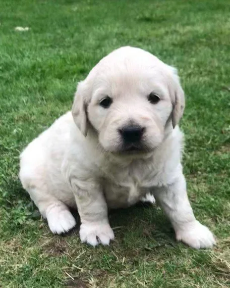 Fantastic family golden retriever puppy