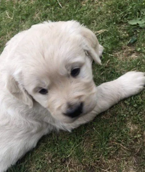 Stunning kc reg golden retriever puppies