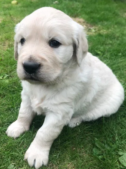 Beautiful golden retriever