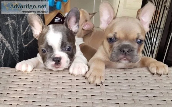Amazing french bulldog puppys, kc reg