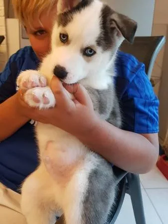 Beautiful stunning siberian huskies for 