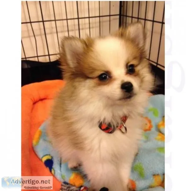 4 teacup size pomeranian puppies
