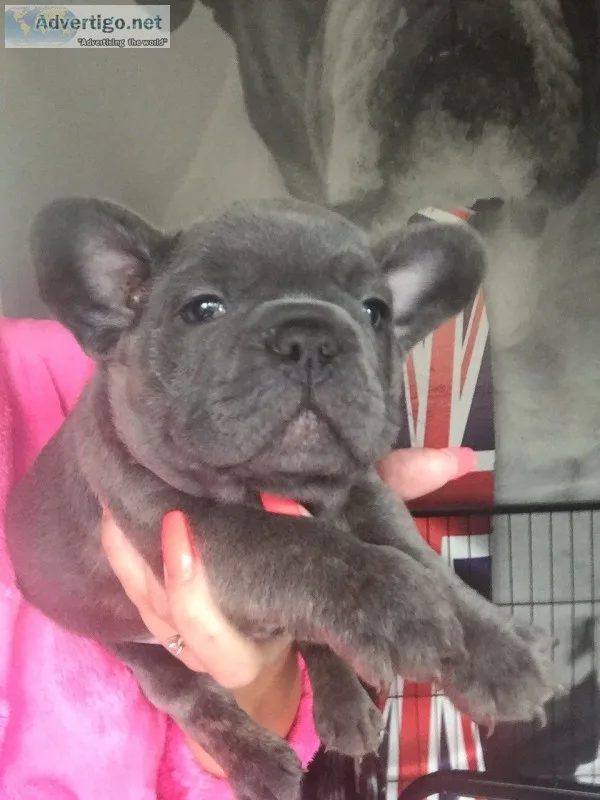 Blue kc french bulldog puppies
