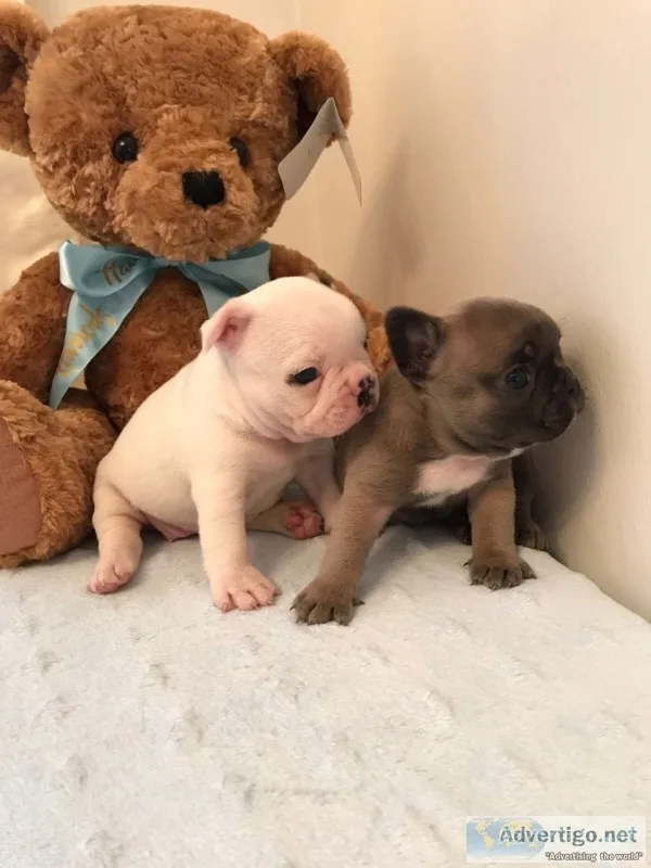 Female french bulldog puppies