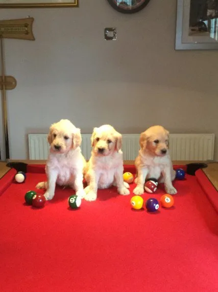 Stunning golden retriever puppies