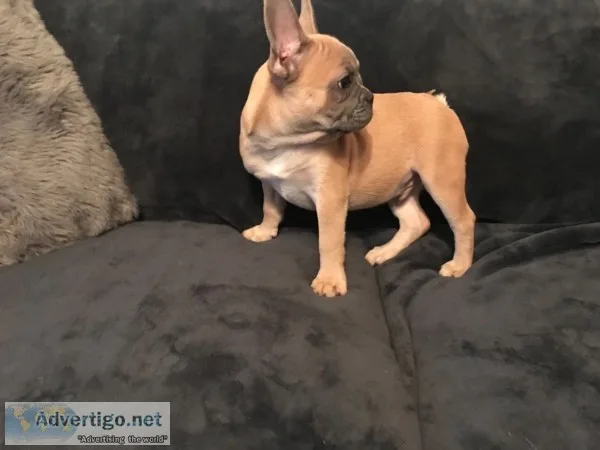  french bulldog lilac and blue fawn