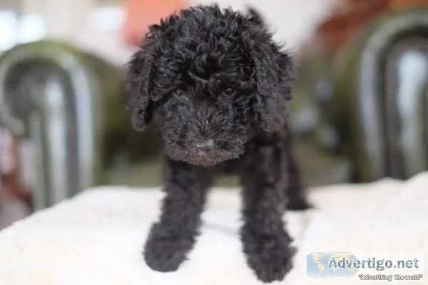 Poodle x bedlington terrier  bedipoo
