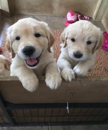 Golden retriever for stud