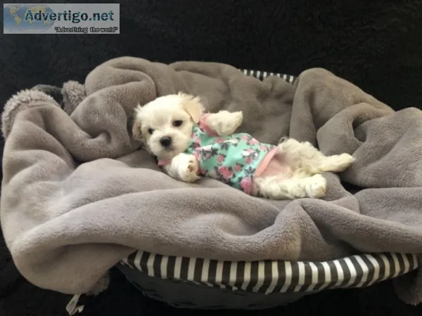 Beautiful maltese