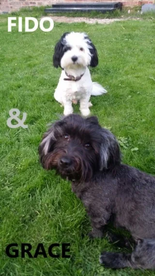 Gdh adorable havanese pups