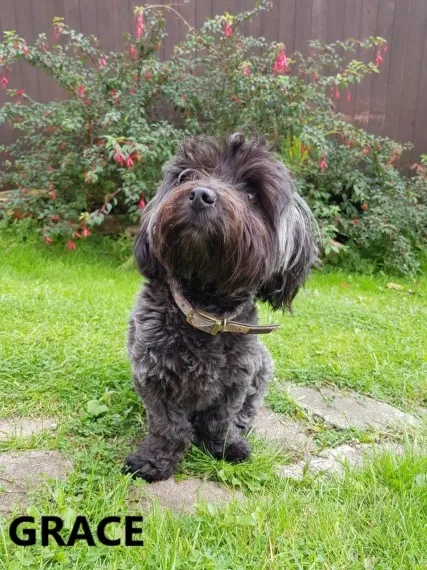 Bb adorable havanese pups