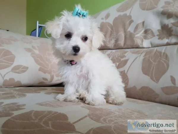 Beautiful mini toy maltese