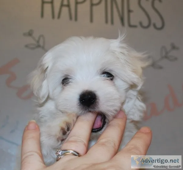 Maltese babies