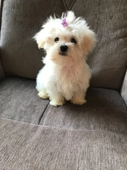 Beautiful akc registered puppies