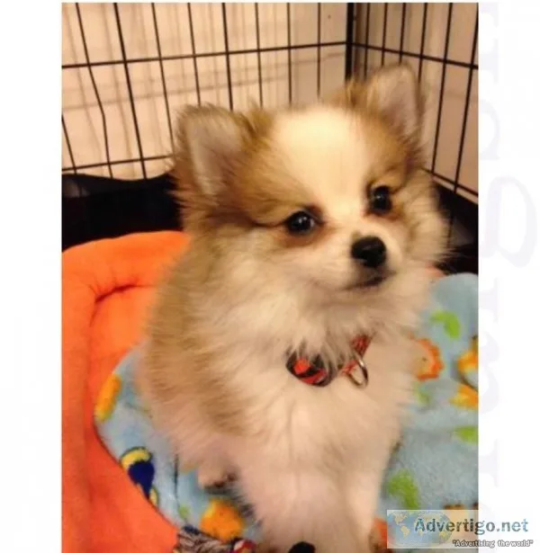 5bgorgeous pomeranian pups available now