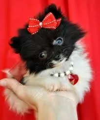 Two gorgeous tea cup pomeranian puppies 