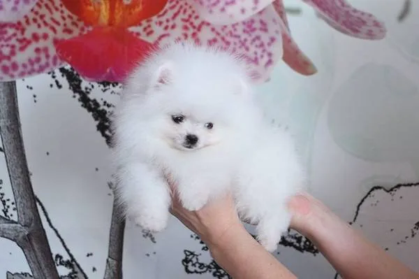 Four adorable pomeranian for adoption ge