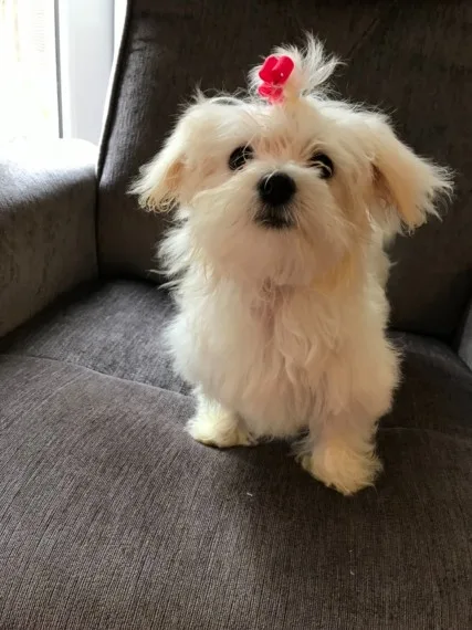 Beautiful akc registered puppies