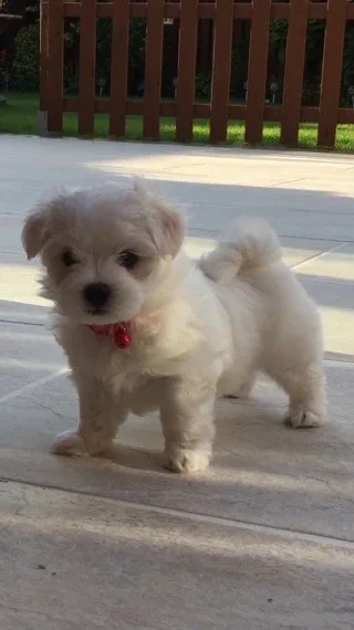 Adorable maltese puppies