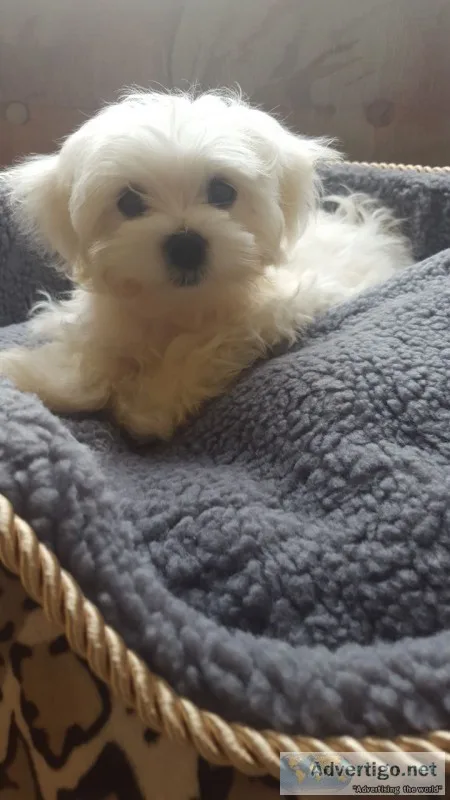 Tinymaltese girl