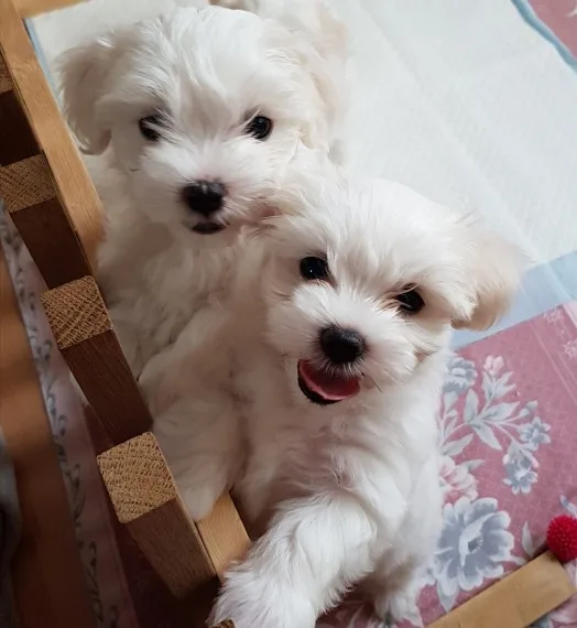 Akc registered puppies
