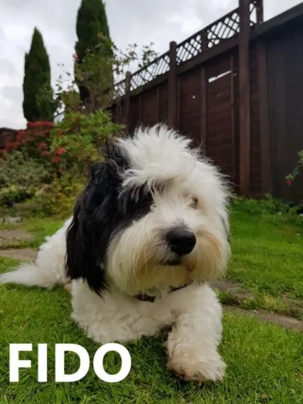 Uy adorable havanese pups