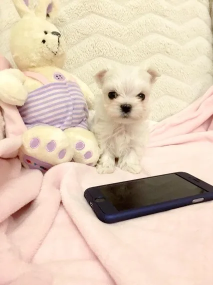 Tiny teacuo maltese pups