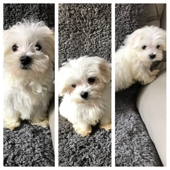 Beautiful akc registered puppies