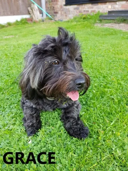 Hhv adorable havanese pups