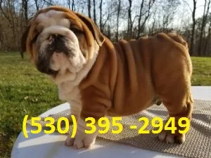 Nuiok affordable english bulldog puppies