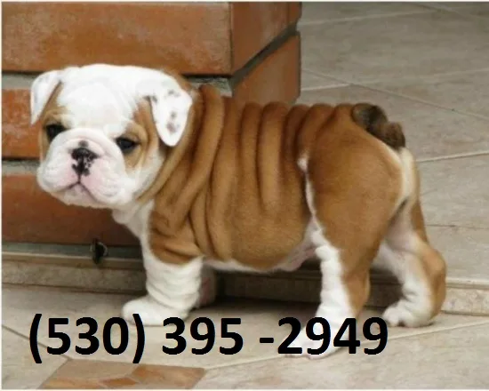 Bhnio affordable english bulldog puppies