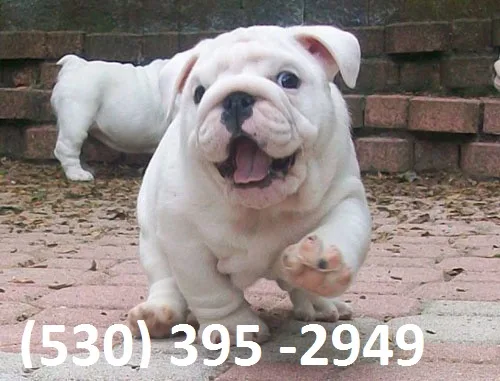 Dfwse affordable english bulldog puppies